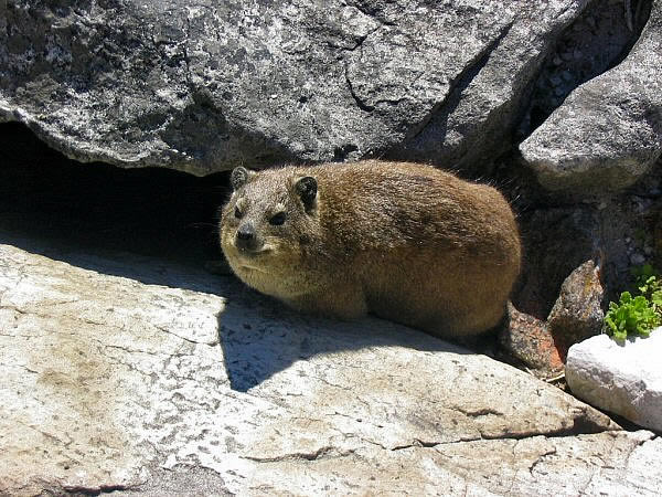 dassie